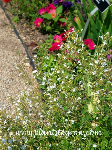 White Cloud Calaminth (Calamintha)
(July 14)